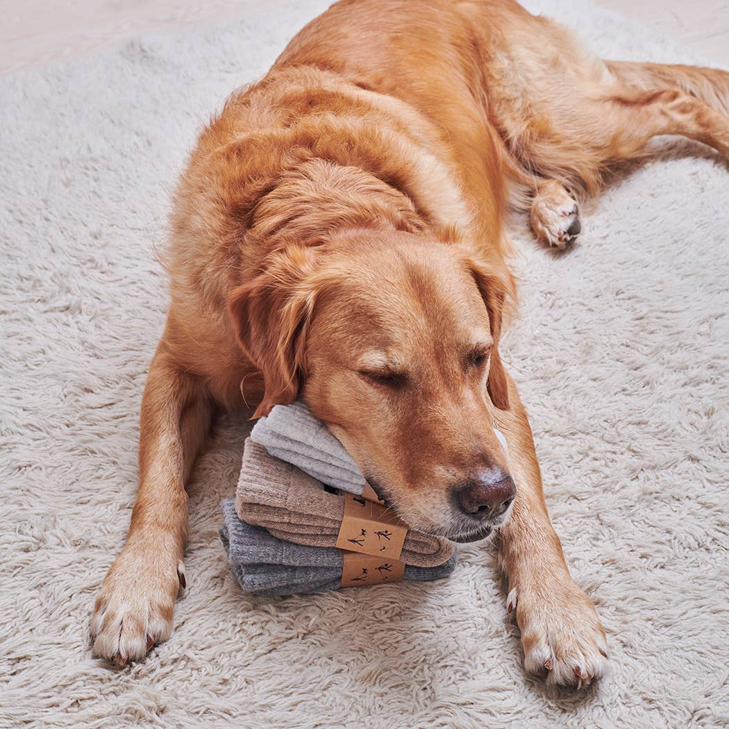 Dachshund Walking Socks